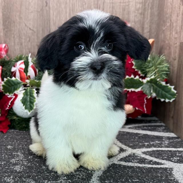 Utah - Havanese