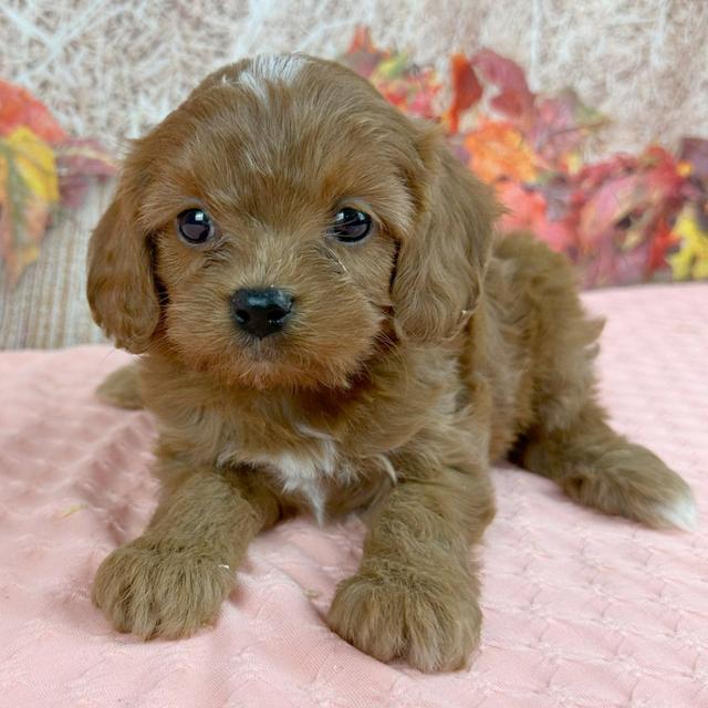 Laker - Cavapoo