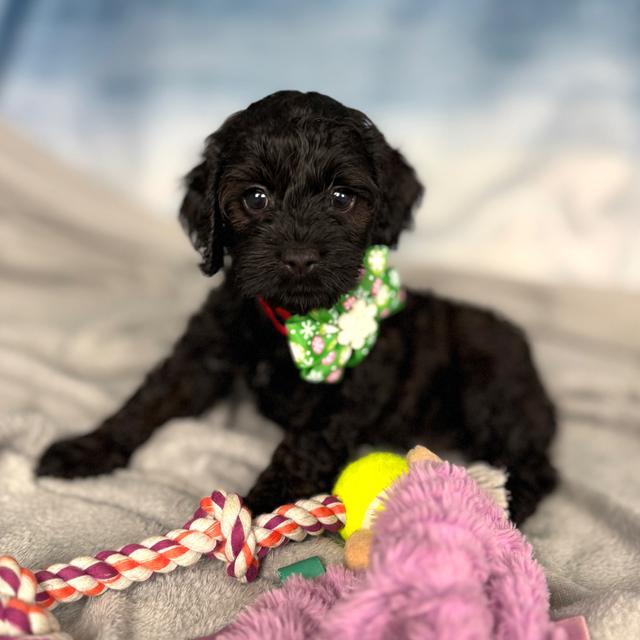 Ava - Cockapoo