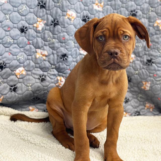 Bernie - Dogue de Bordeaux