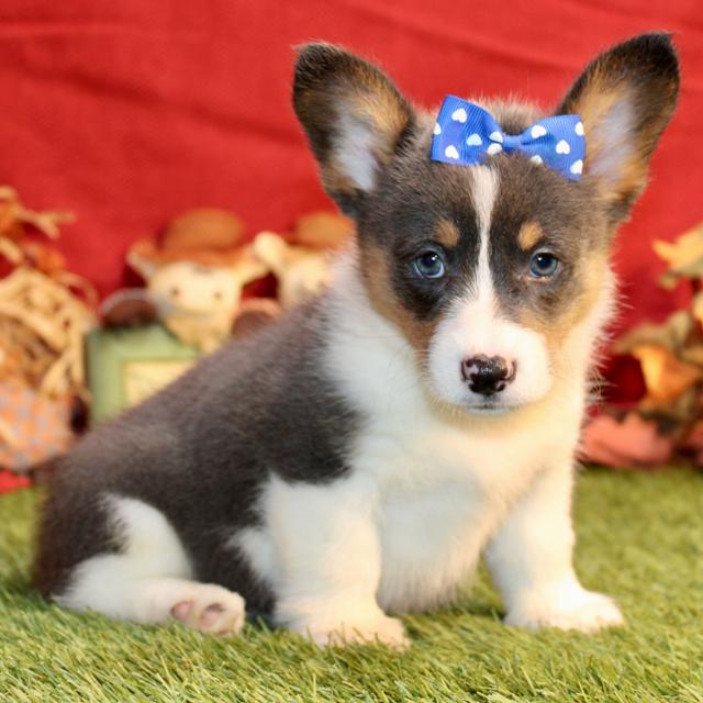 Addy - Pembroke Welsh Corgi