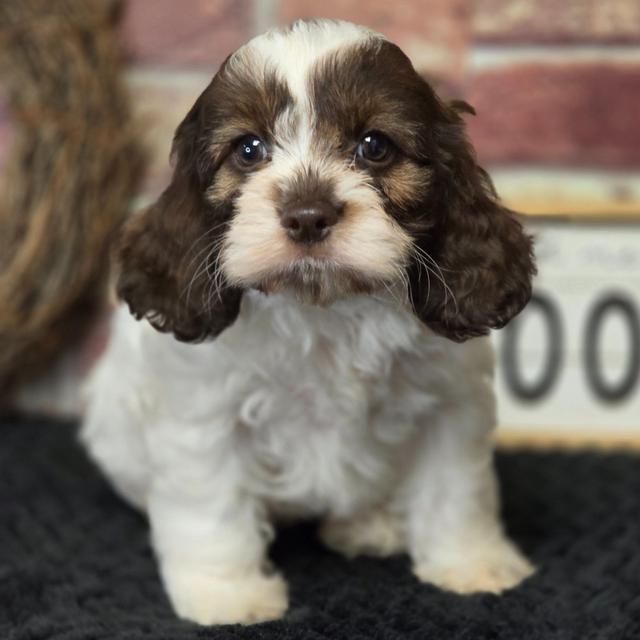 Arlie - Cockapoo