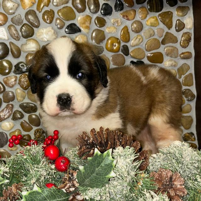 Beaulah - Saint Bernard