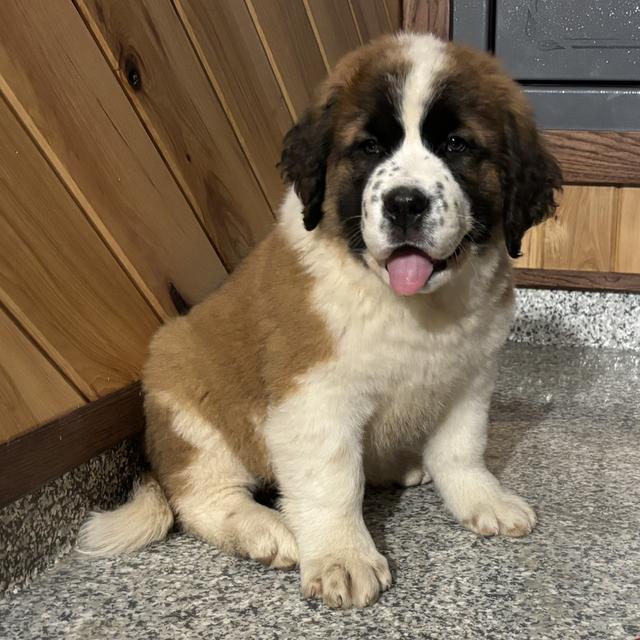 Beaulah - Saint Bernard