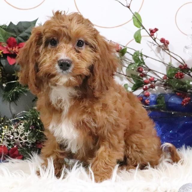 Heidi - Cavapoo