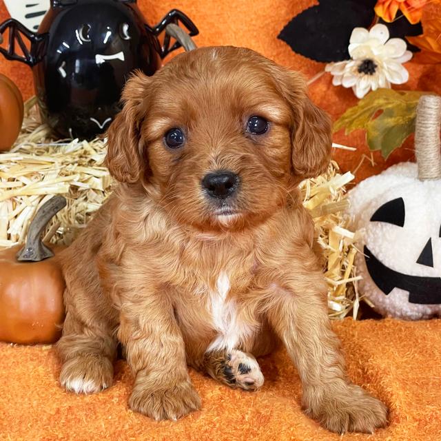 Ember - Cavapoo