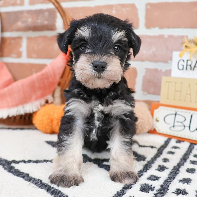 Olivia - Miniature Schnauzer