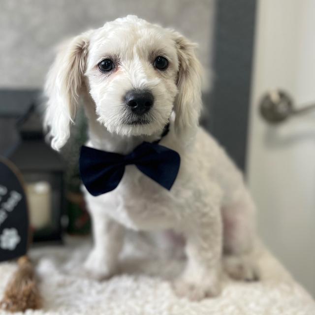 Jake - Coton de Tulear