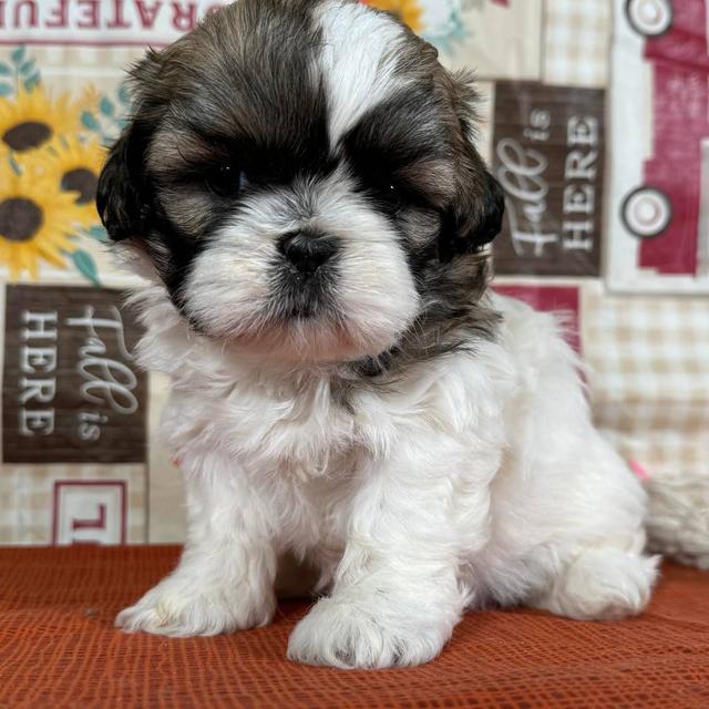 Ashley - Shih Tzu