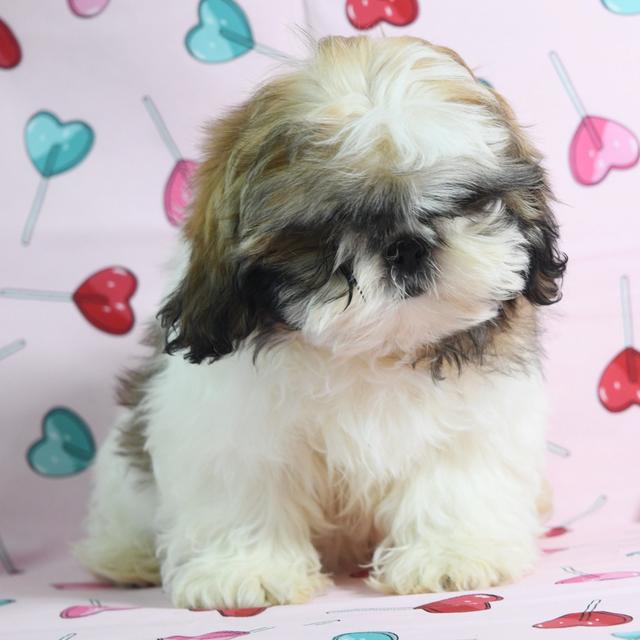 Ashley - Shih Tzu