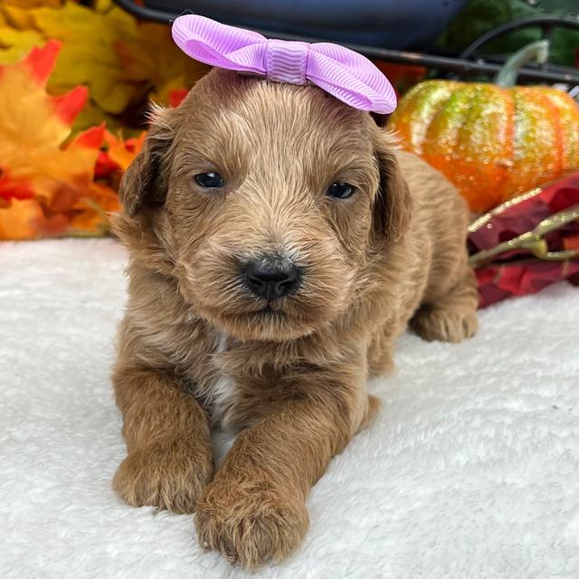 Lucy - Goldendoodle