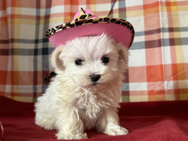 Mary Puppins - Maltese