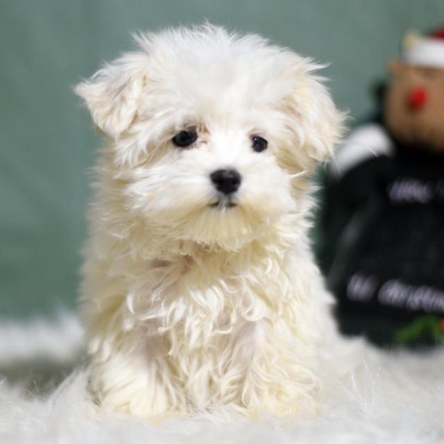 Mary Puppins - Maltese