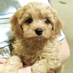 Mason - Cavapoo