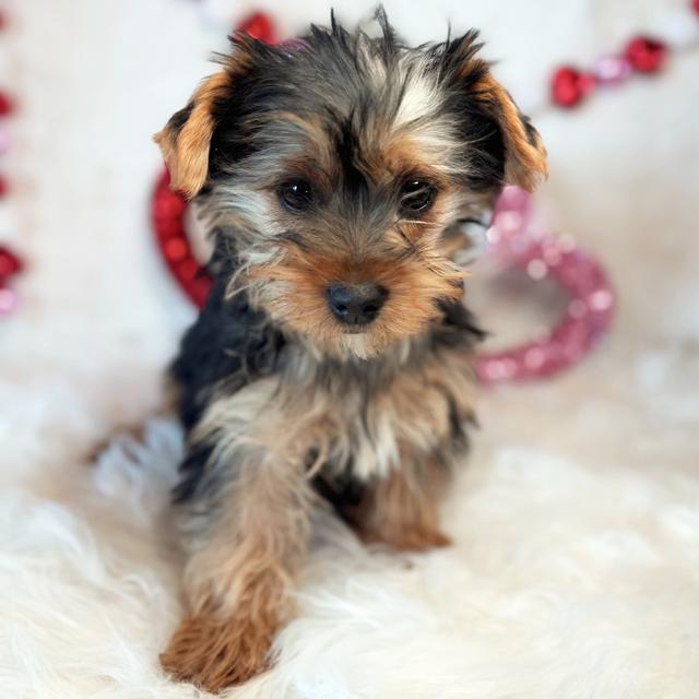 Adam - Yorkshire Terrier