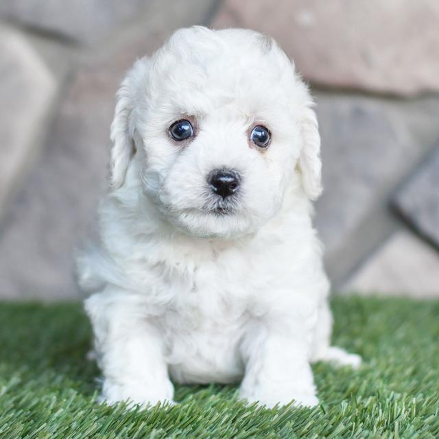 Korby - Bichon Frise