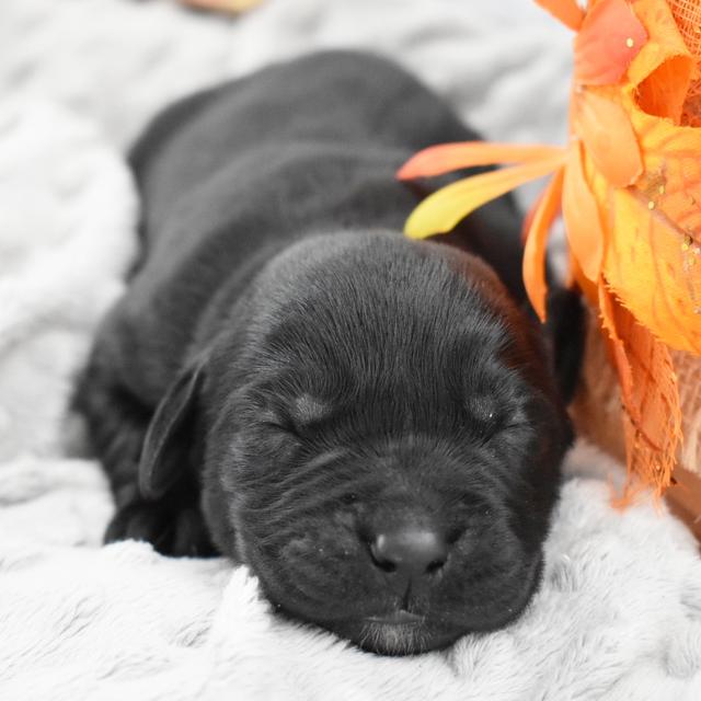 Chief - Labrador Retriever