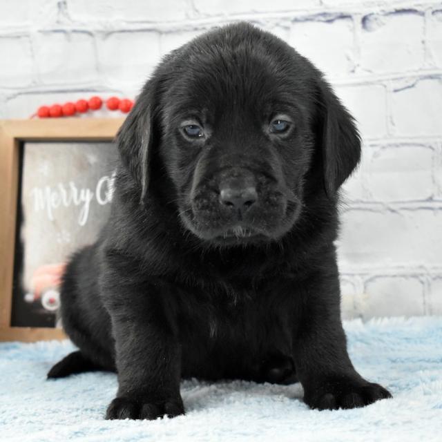 Chief - Labrador Retriever