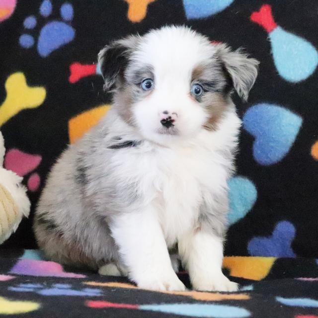 Lincoln - Australian Shepherd