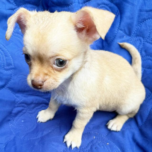 TJ - Chihuahua