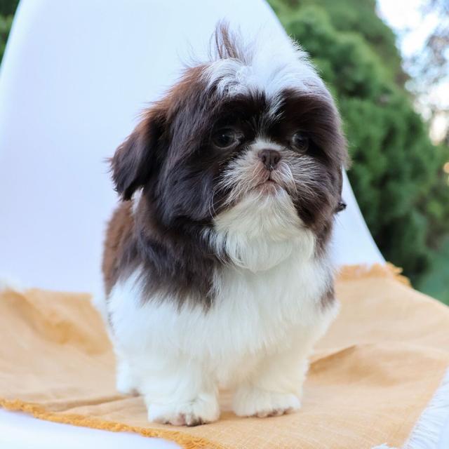 Forest - Shih Tzu