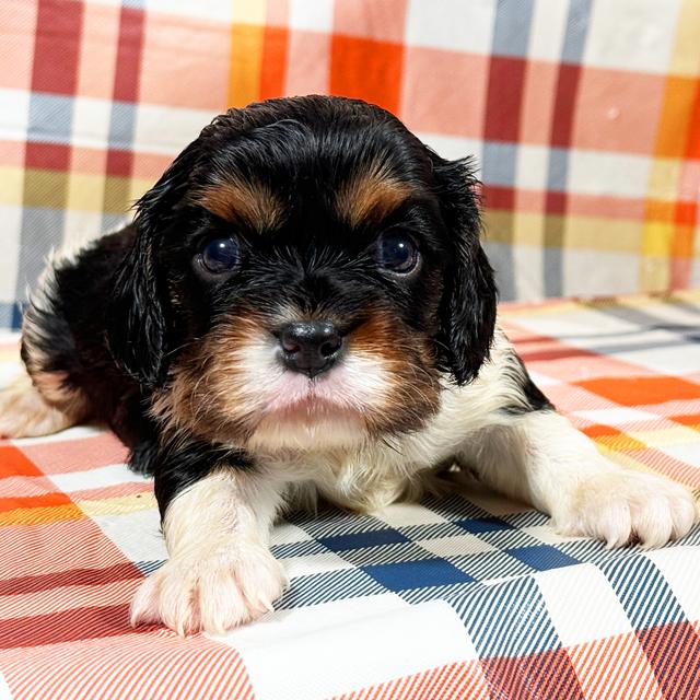 Rudolph - Cavalier King Charles Spaniel