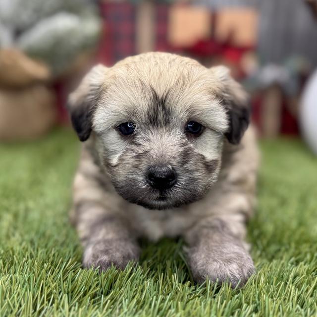 Harry - Coton de Tulear