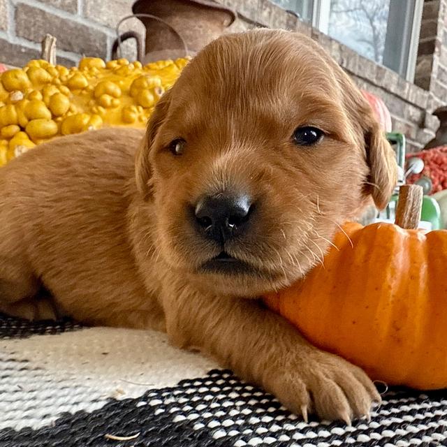 Claus - Golden Retriever