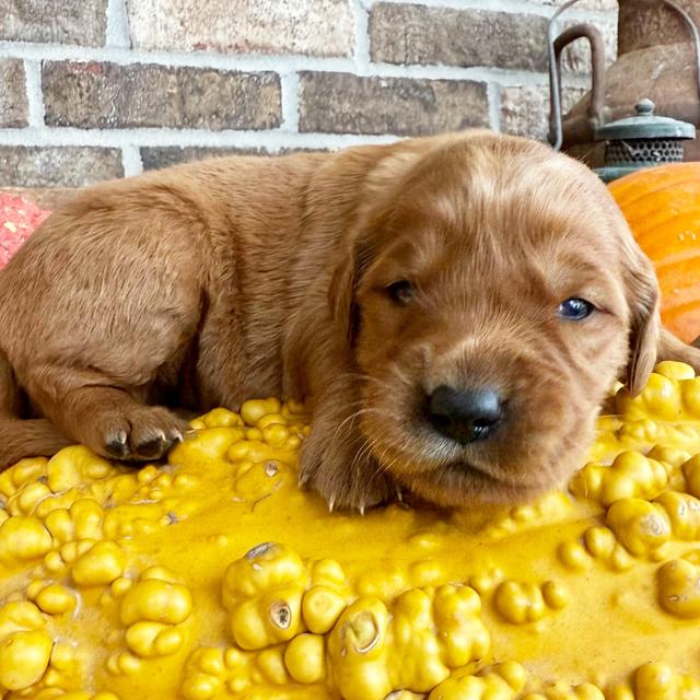 St. Nick - Golden Retriever