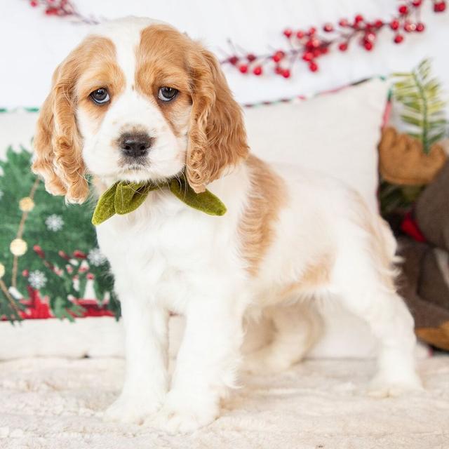 Demi - Cocker Spaniel