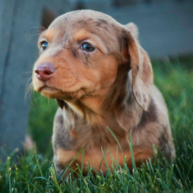 Sunny - Dachshund