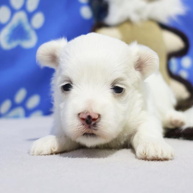 Barrett - Maltese