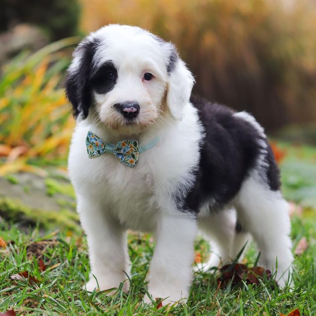 Stan - Sheepadoodle