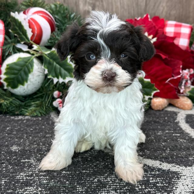 Marie - Havanese