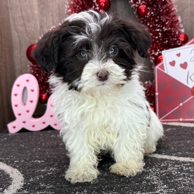 Marie - Havanese