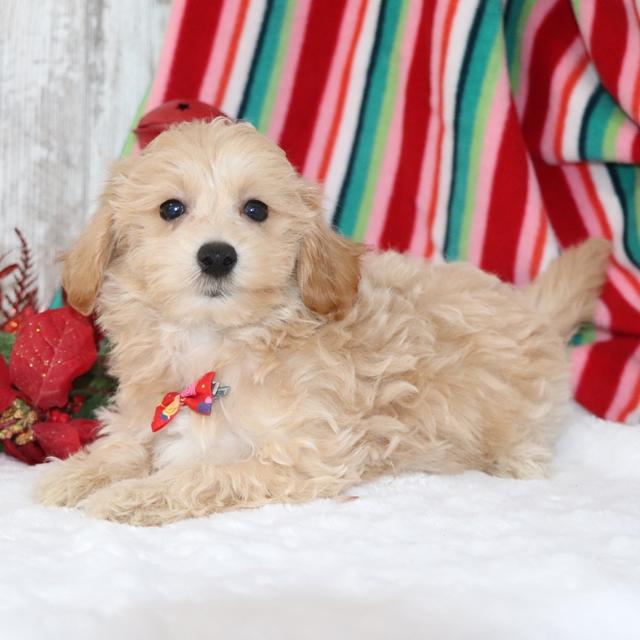 Carson - Maltipoo