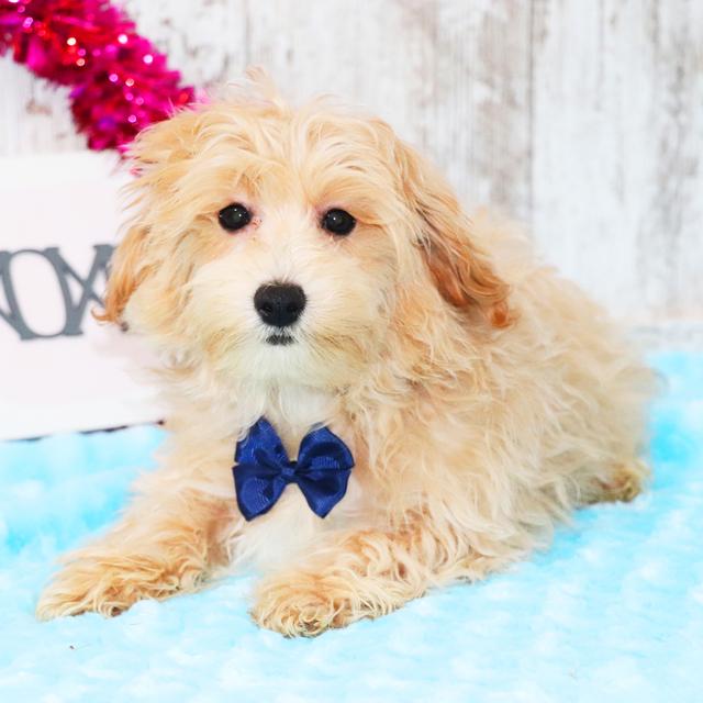 Carson - Maltipoo