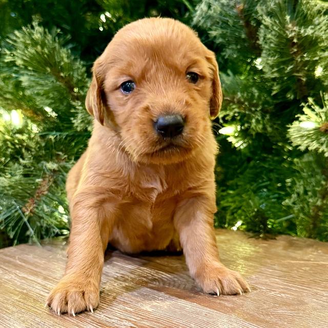 River - Golden Retriever