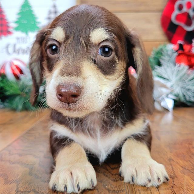 Scout - Dachshund