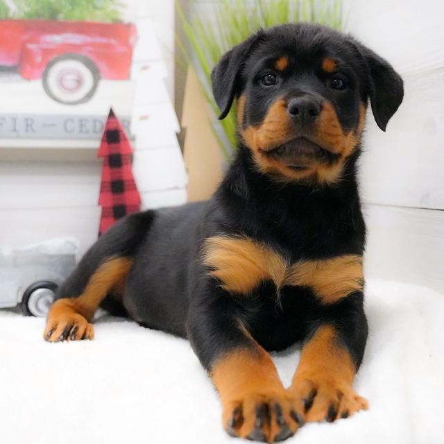 Josie - Rottweiler