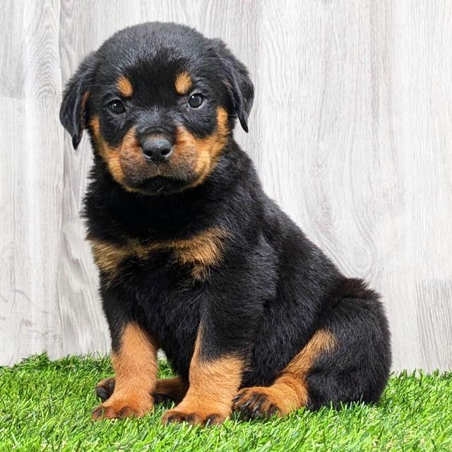 Gus - Rottweiler