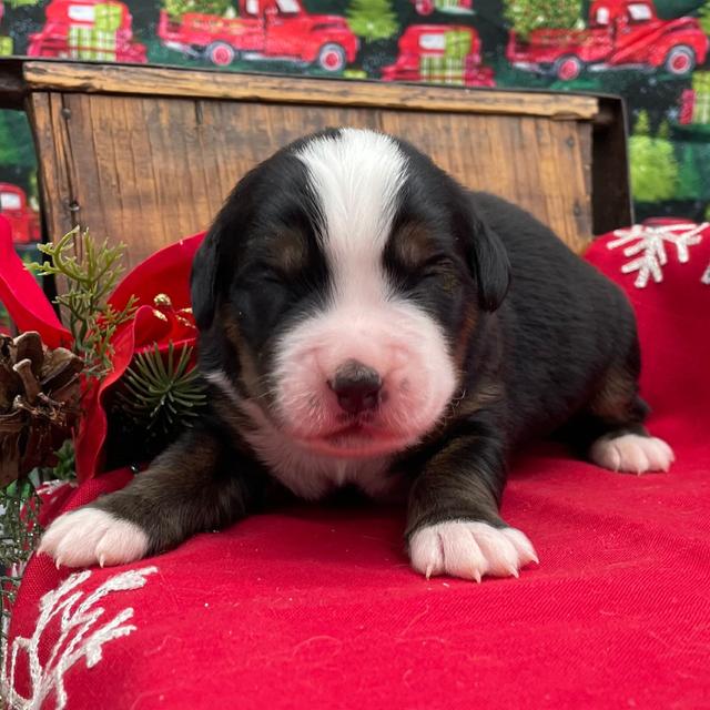 Blitz - Bernese Mountain Dog