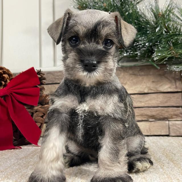 Ellie - Miniature Schnauzer