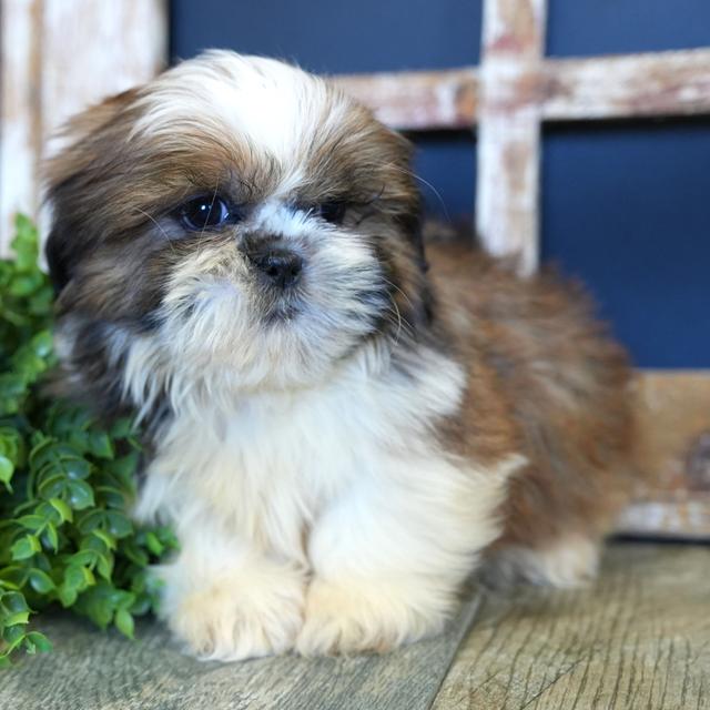 Spruce - Shih Tzu