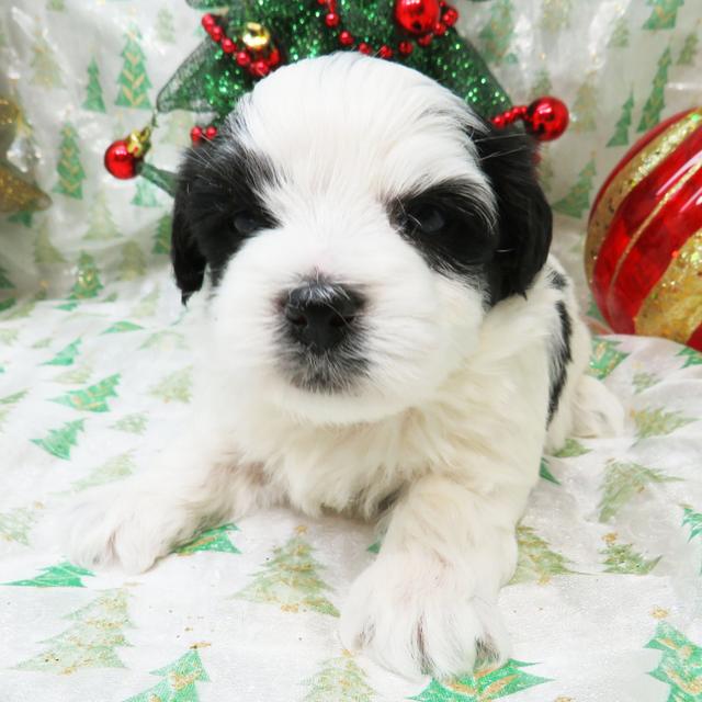 Tommy - Coton de Tulear