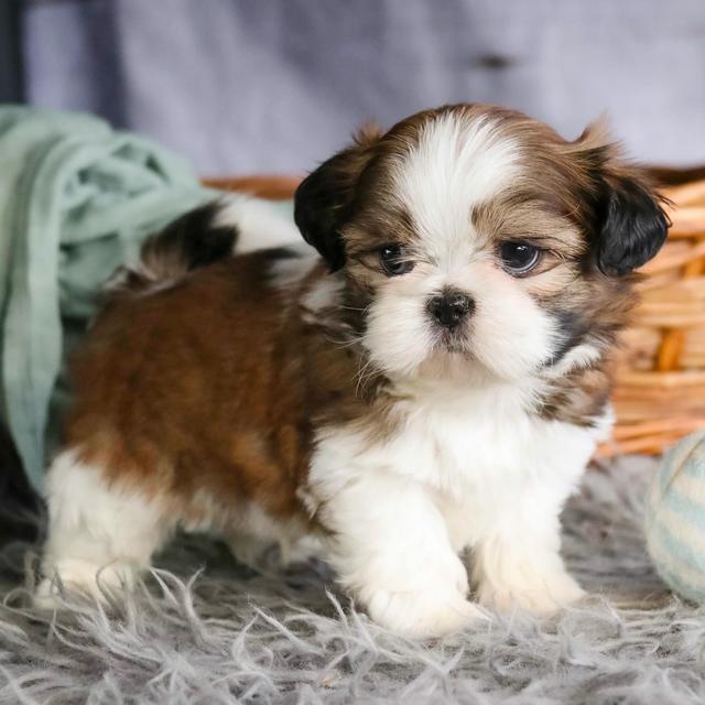 Archie - Shih Tzu