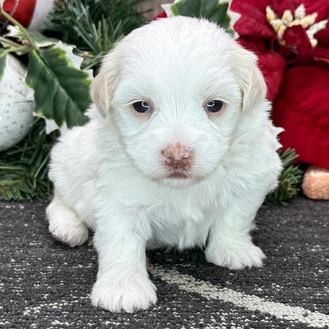 Heather - Havanese