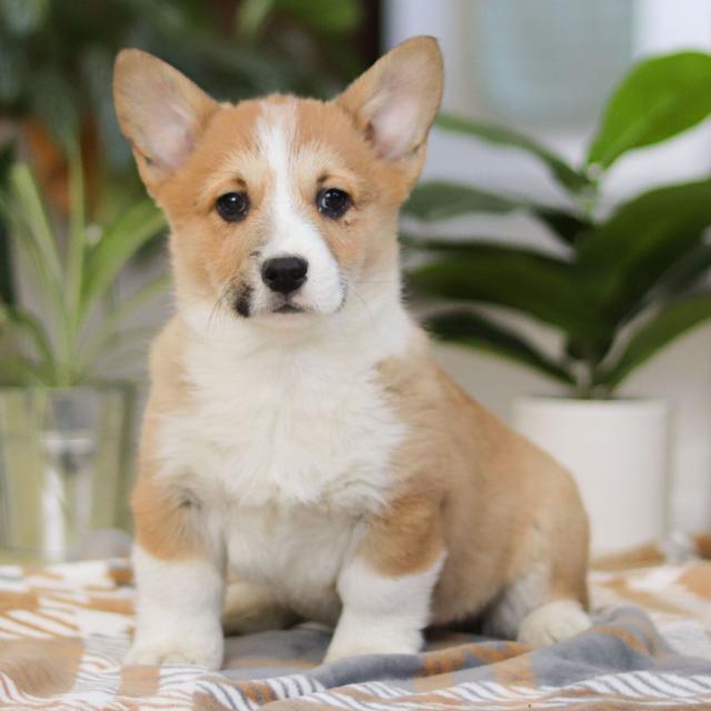 Bill - Pembroke Welsh Corgi