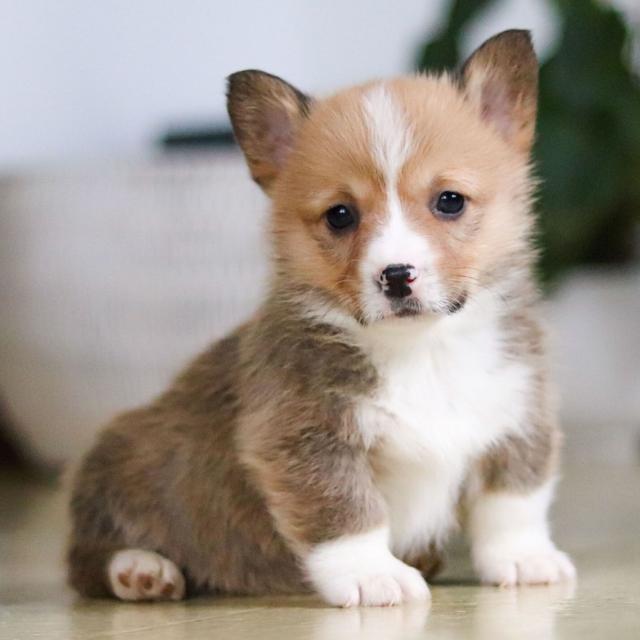 Milton - Pembroke Welsh Corgi