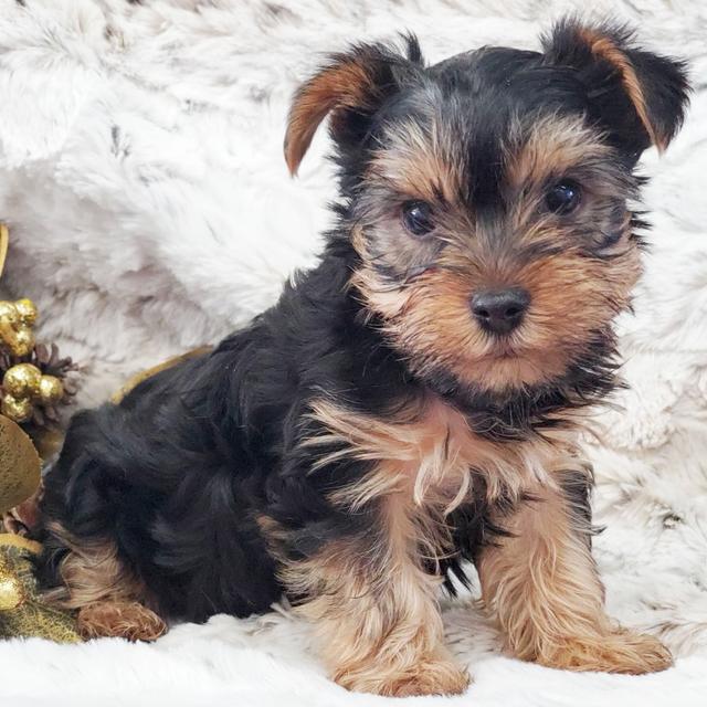 Bitsy - Yorkshire Terrier